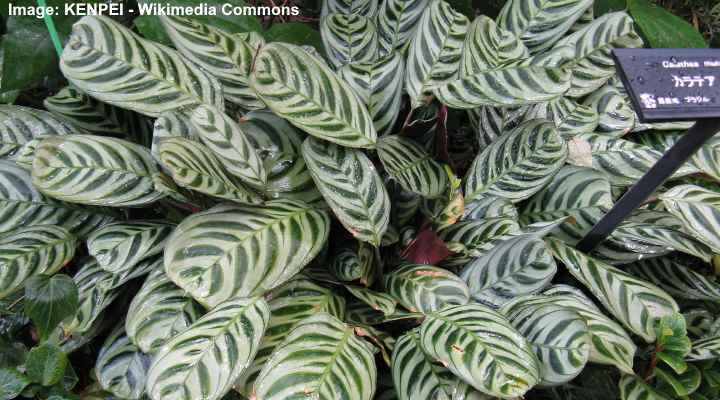 Calathea Makoyana Calathea Peacock Plant Care And Growing Guide