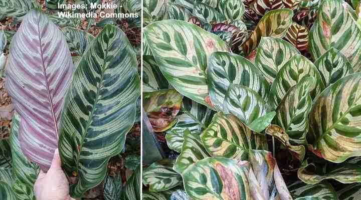 Calathea Makoyana (Calathea Peacock Plant): Care and Growing Guide