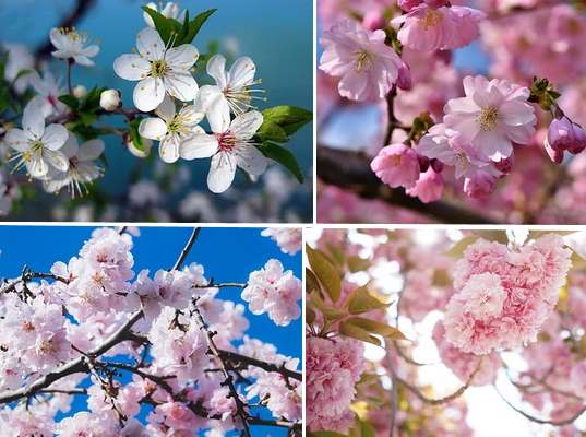 japanese cherry tree leaf