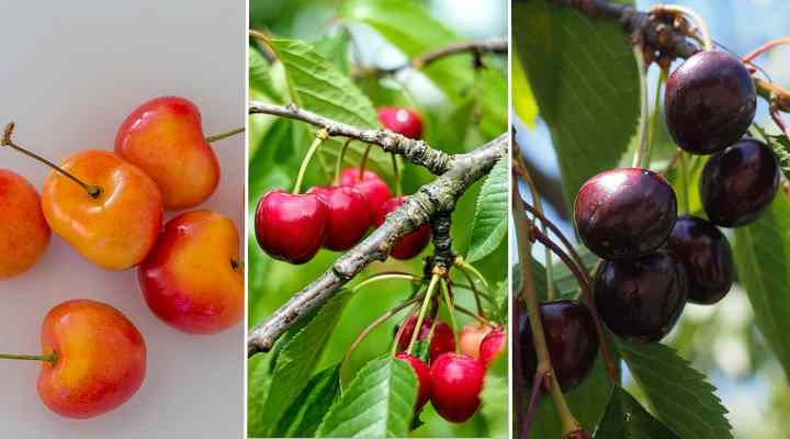 different kinds of cherry trees