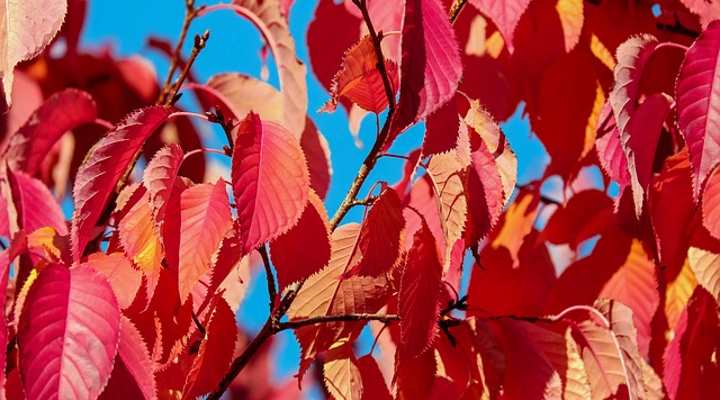 bing cherry tree leaves