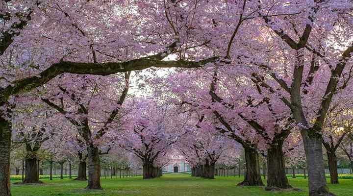 Types Of Cherry Trees Leaves Flowers Fruit Pictures