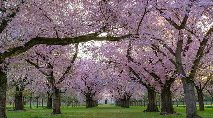 cherry trees