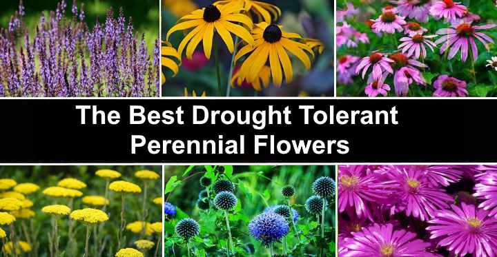 Drought Tolerant Flowering Shrubs