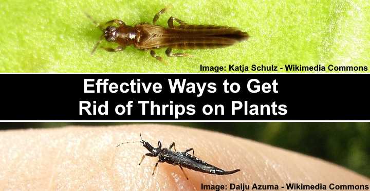 how to get rid of thrips in abyssinian banana tree