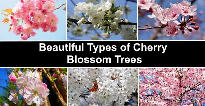 Types Of Cherry Blossom Trees With Japanese Cherry Blossom Pictures