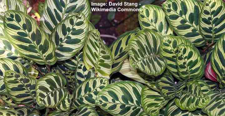 Calathea Makoyana Calathea Peacock Plant Care And Growing Guide