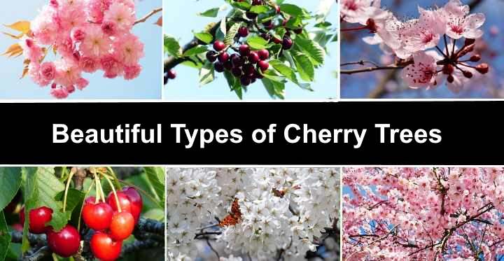 Upright cherry tree fruit