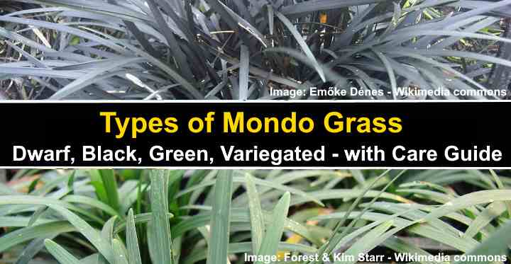 40 Fully Grown Plants Details about   Dwarf/Mini Mondo Grass 