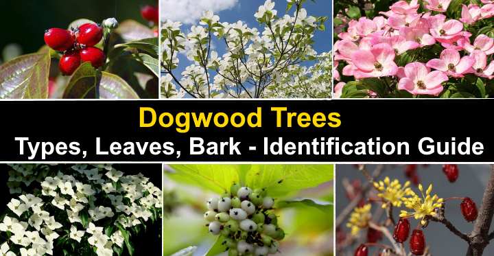 Dogwood Trees Types Leaves Bark Identification With Pictures