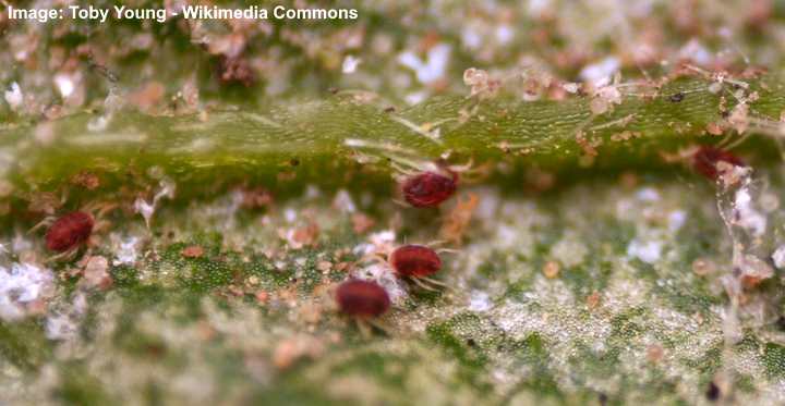 red spider mites tomato plants