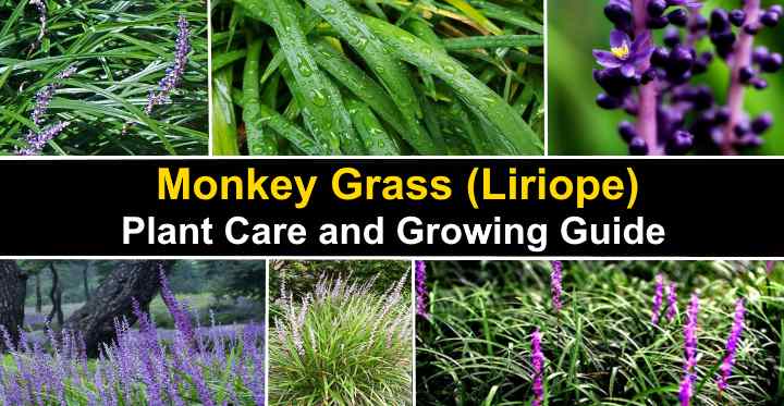 Black Liriope Ornamental Monkey Grass 5 Live Bare Root Plants Lilyturf Mondo 
