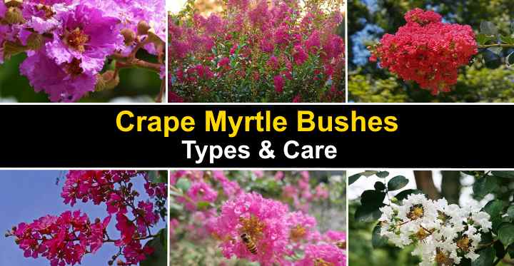 how to trim a tall crepe myrtle tree