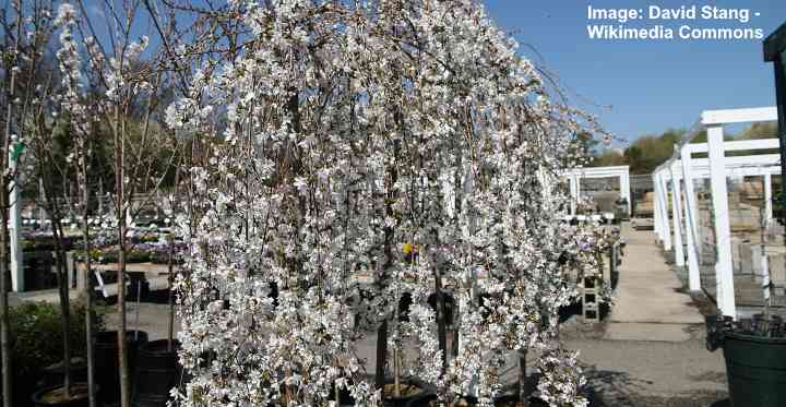 Dwarf Weeping Cherry Trees Including Care Guide With Pictures