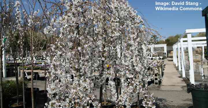 yoshino flowering cherry tree problems