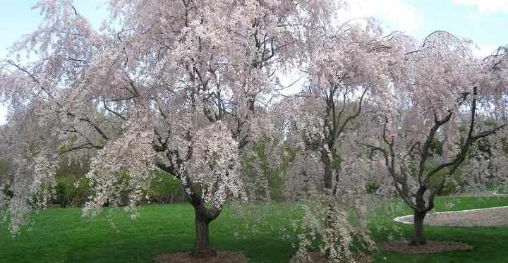 dwarf snow fountain weeping cherry tree