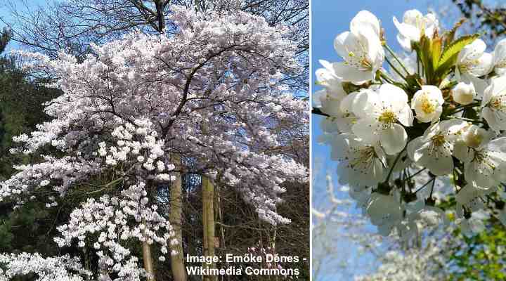 Ciliegio selvatico (Prunus avium)