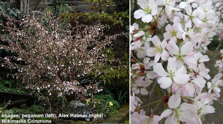 Cerisier Fuji à fleurs naines (Prunus incisa 'Kojo-No-Mai')