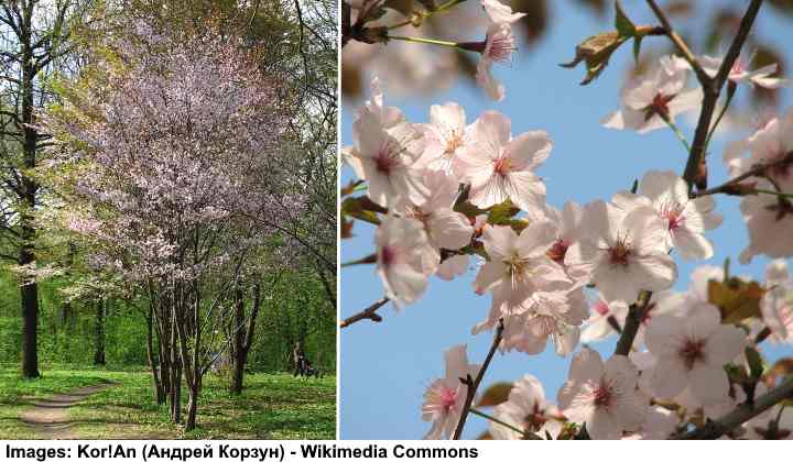 Fuji Cherry Blossom Tree (Prunus incisa)