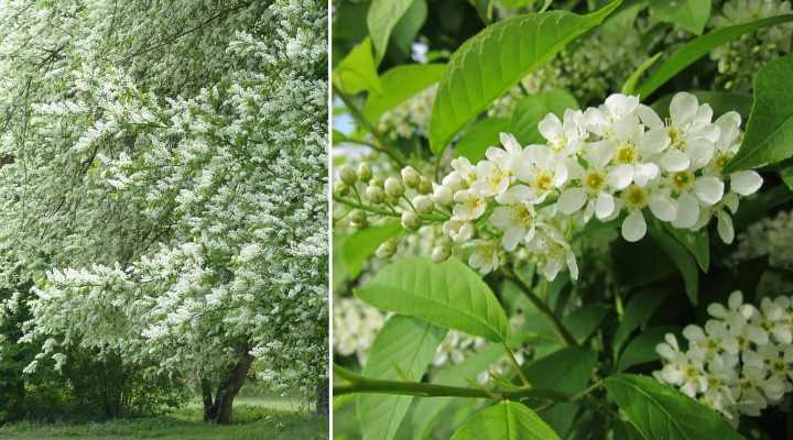 Bird Cherry Blossom Tree (Prunus padus)