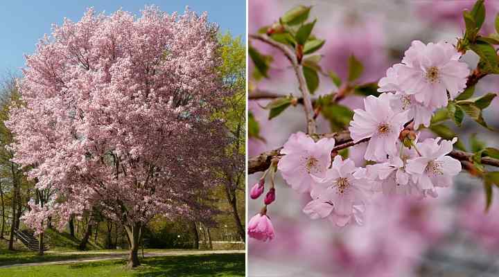 Types Of Cherry Blossom Trees With Japanese Cherry Blossom Pictures