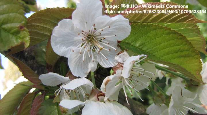 white cherry fruit tree