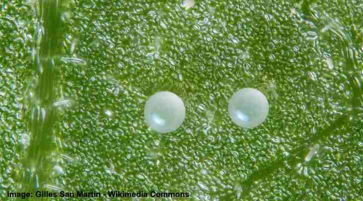 spider mite eggs