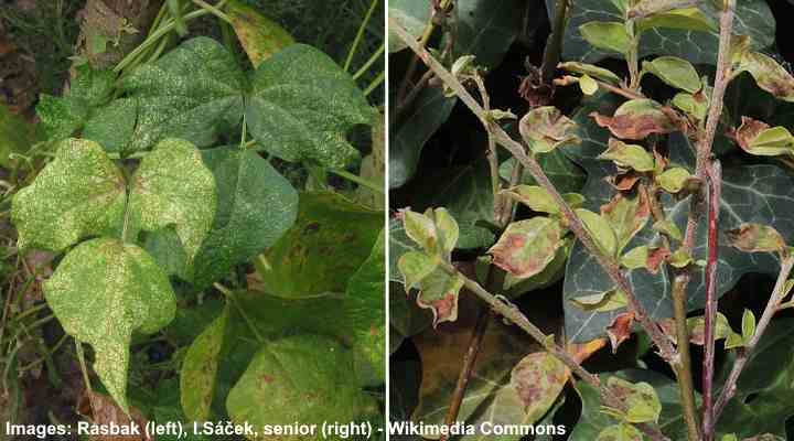 spider mites leaf damage