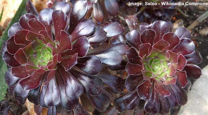 Aeonium: Types, Succulent Care Guide - With Pictures