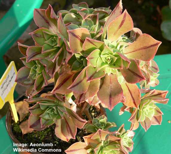 Aeonium: Types, Succulent Care Guide - With Pictures