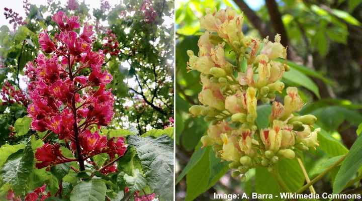 Types Of Buckeye Trees With Their Flowers And Leaves Pictures 