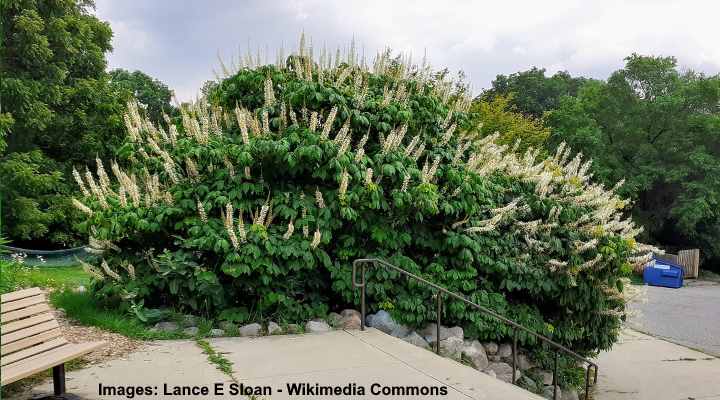 Types of Buckeye Trees with Their Flowers and Leaves (Pictures)