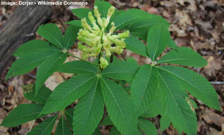 Types of Buckeye Trees with Their Flowers and Leaves (Pictures) (2024)