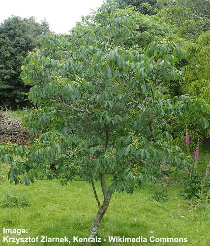 Types of Buckeye Trees with Their Flowers and Leaves (Pictures)