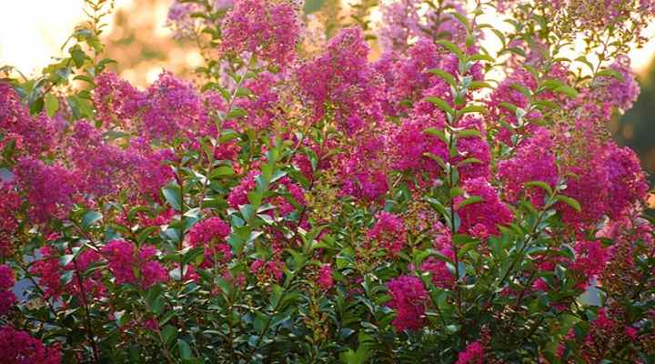 Crape myrtle hedge