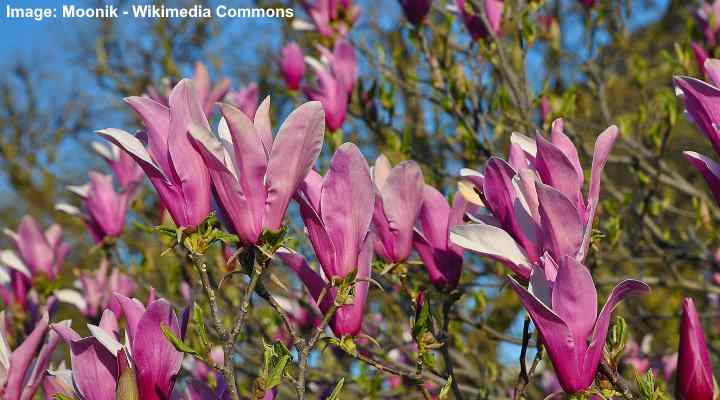 Black Lily Magnolia (Magnolia liliiflora ‘Nigra')