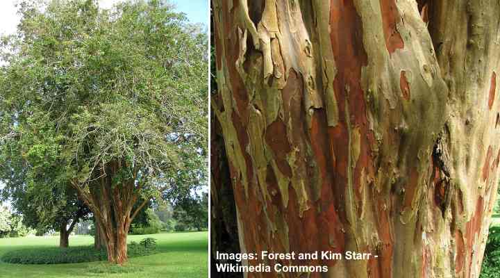 Crape Myrtles: Trees, Dwarf Plants, And Shrubs (With Pictures)