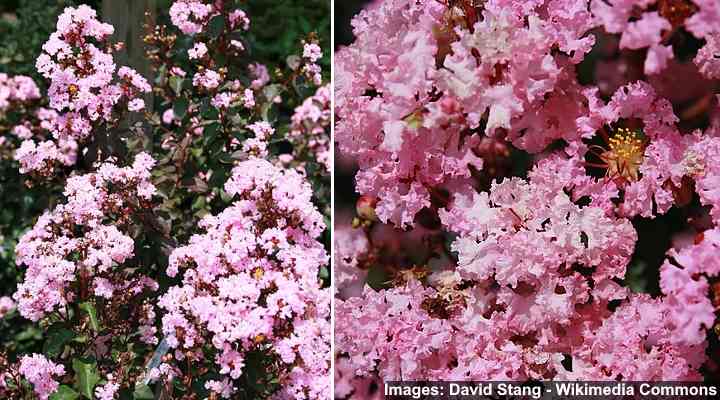 Rhapsody in Pink Crape myrtle (Lagerstroemia indica ‘Whit VIII’)