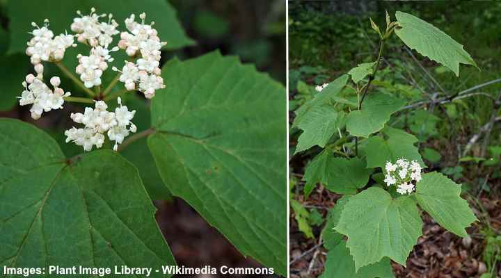 Mapleleaf Viburnum (Viburnum acerifolium)