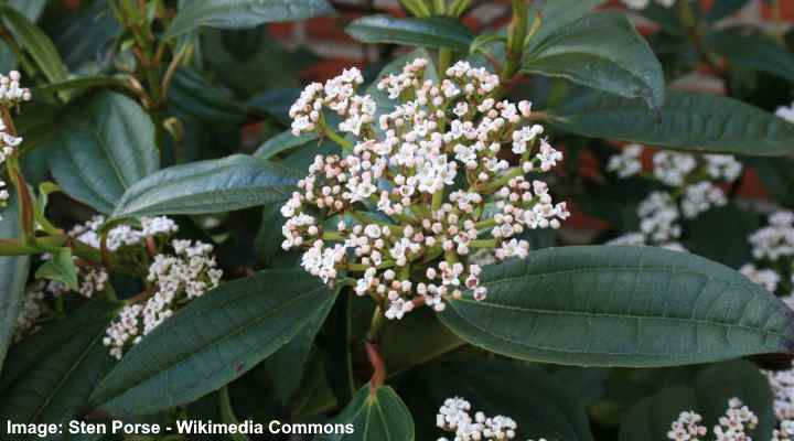 Types of Viburnum: Shrubs, Trees and Hedges (With Pictures)