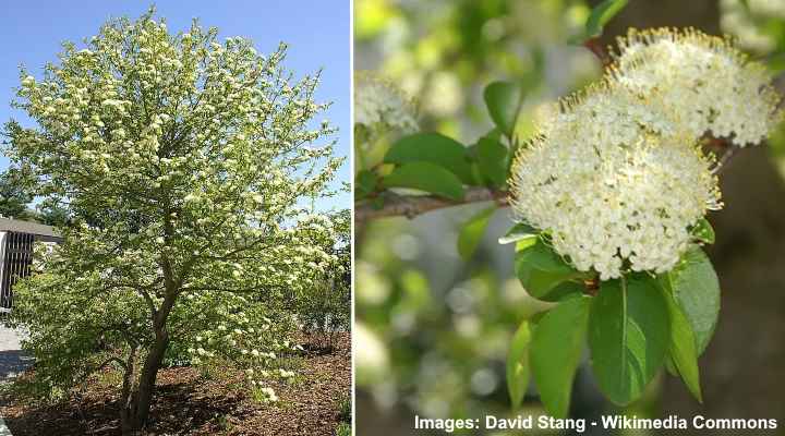 Blackhaw Viburnum (Viburnum prunifolium)