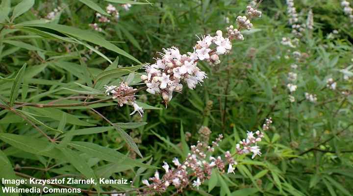 Alba Chaste Tree (Vitex Agnus-Castus ‘Alba’)