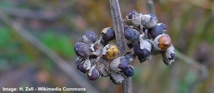 Vitex fruits