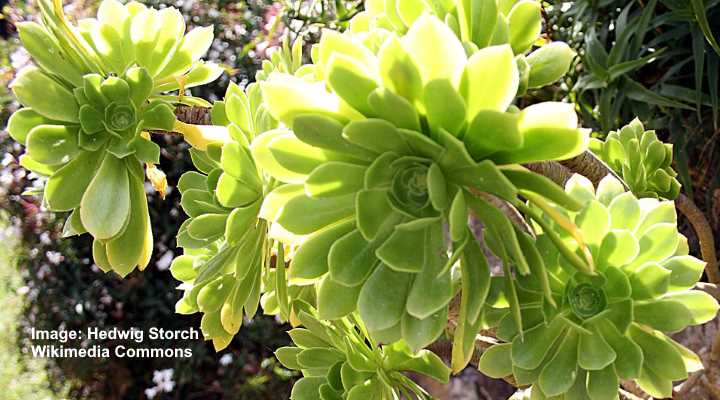 Aeonium Arboreum Tree Aeonium Succulent Care Guide Pictures