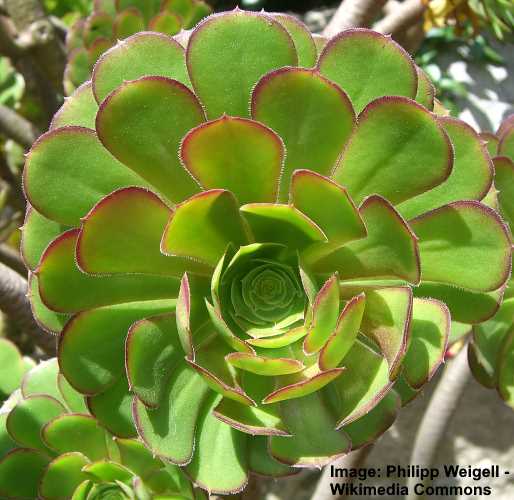 Details about  / Aeonium Arboreum-Rosette Cuttings Rosette w//Stems-Gigantic Rose Cactus Succulent