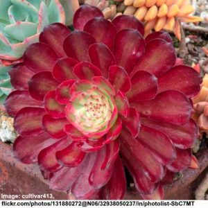 how to care for aeonium mardi gras