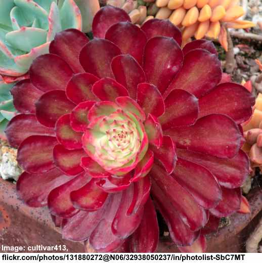 aeonium arboreum mardi gras