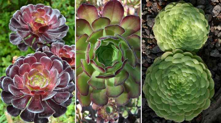 Aeonium: Types, Succulent Care Guide - With Pictures