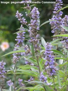 Vitex Trees (Chaste Trees): Types, Flowers, Leaves, Care (Pictures)