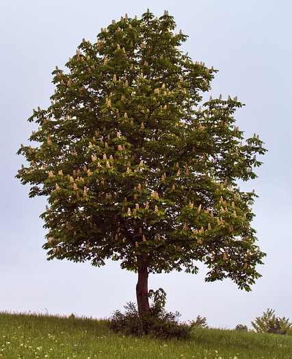 Types of Buckeye Trees with Their Flowers and Leaves (Pictures)